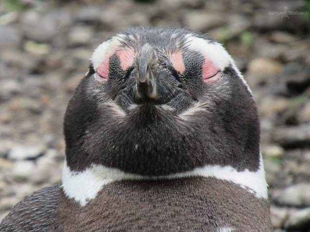 Fotografias de Natureza de FAUNA PATAGÔNICA