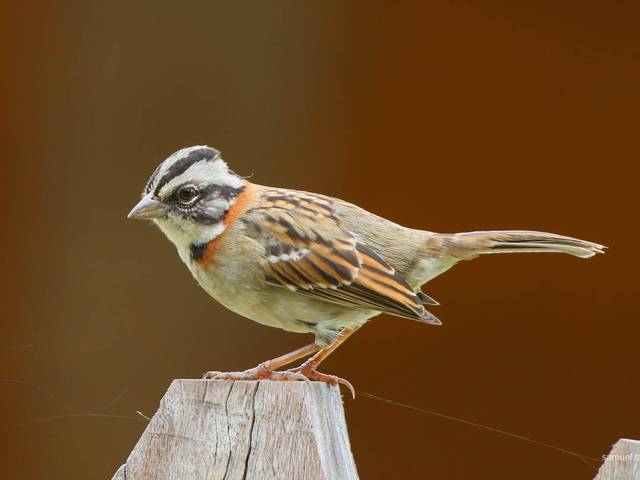 Fotografias de Natureza de AVES DO BRASIL