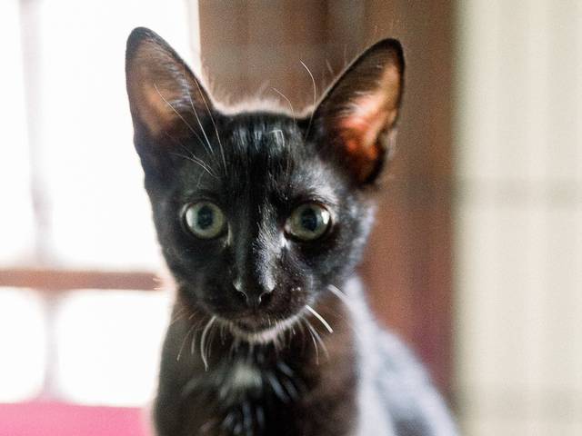 Gatos de Yonas (Filhote)