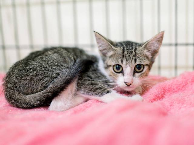 Gatos de Meivis (filhote)