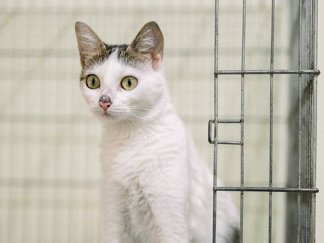 Gatos de Pops (Filhote)