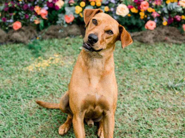 Cachorros de Dominique