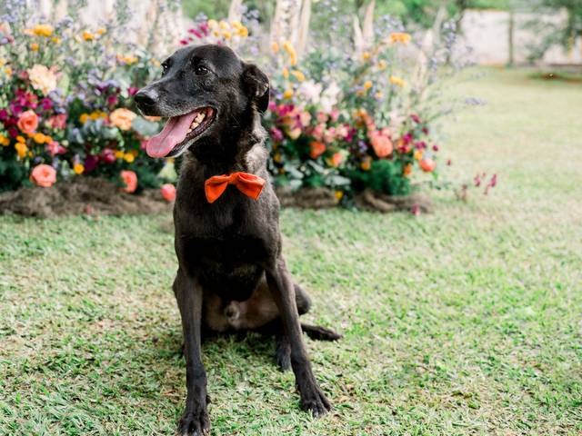 Cachorros de  Joaquim 