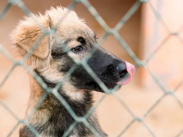 Cachorros de Dóris (Filhote)