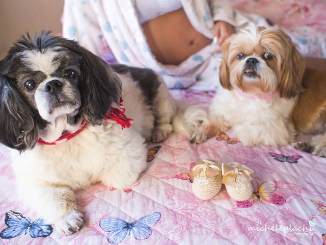Gestante de Yoko e Paul - Os irmãos caninos da Júlia [Luisa e Maicon]