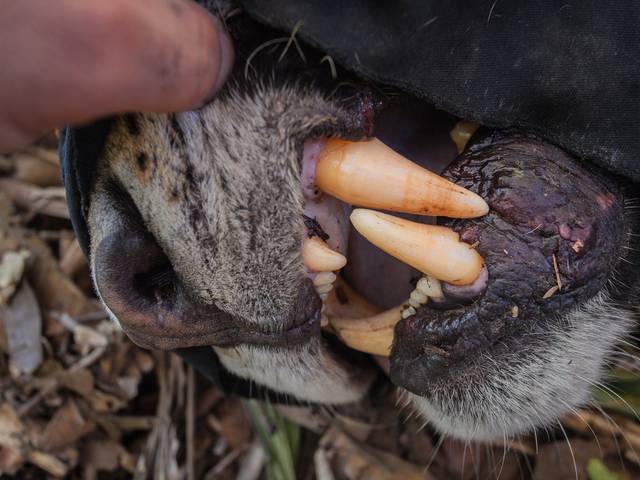 MATÉRIAS de NATGEO - REPROCON