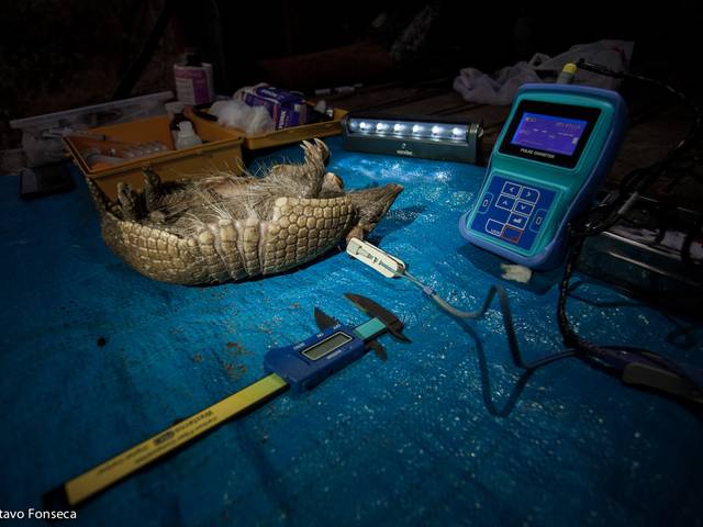 MATÉRIAS de Expedição Tatu-bola