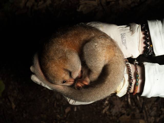 MATÉRIAS de TAMANDUAÍ - INSTITUTO TAMANDUÁ