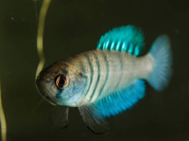 MATÉRIAS de PEIXES DAS NÚVENS - PRÓ PAMPA