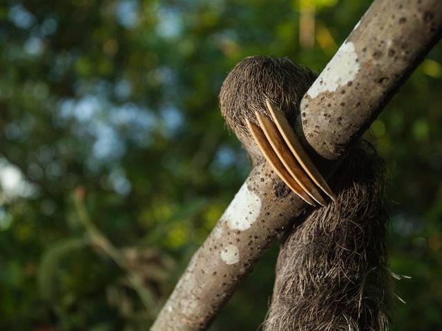 MATÉRIAS de PREGUIÇAS DE IGAPÓ - INPA