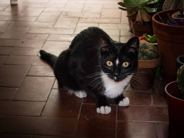 Sesiones de fotos de Fotos de Gatos - Chinita