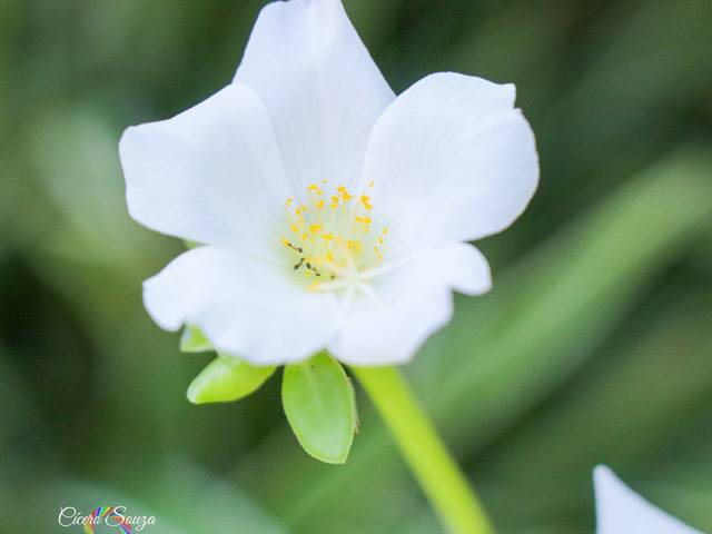 Natureza  de Natureza 