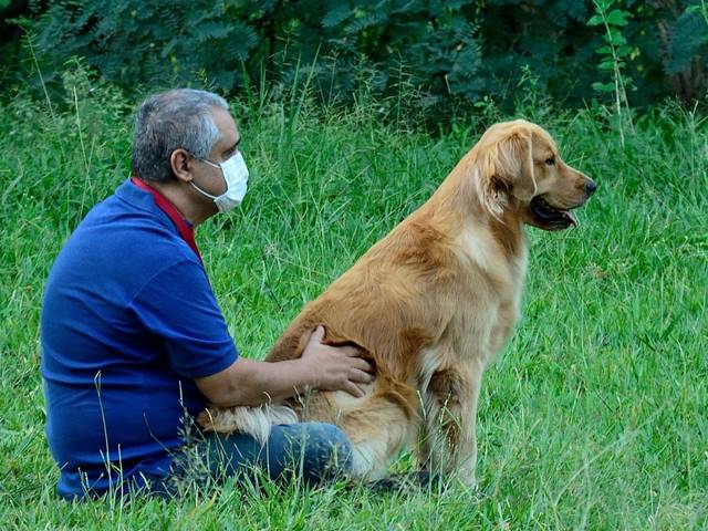 PET de BRINCADEIRA DE CACHORRO