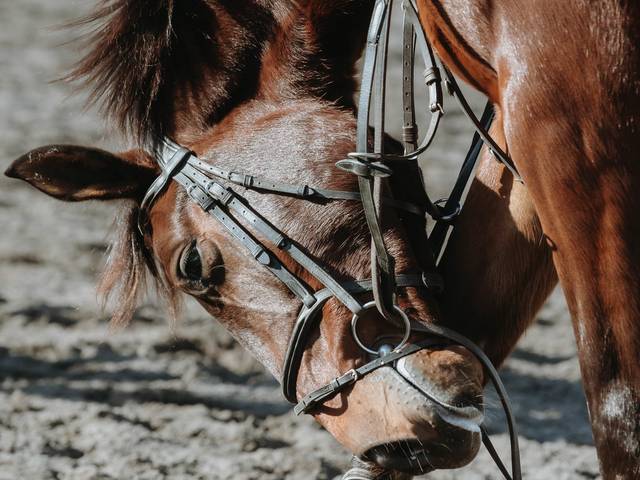 Equitación/Torneos de Bruno & Lupino