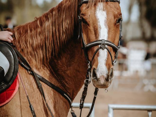 Equitación/Torneos de Juli & Rubio