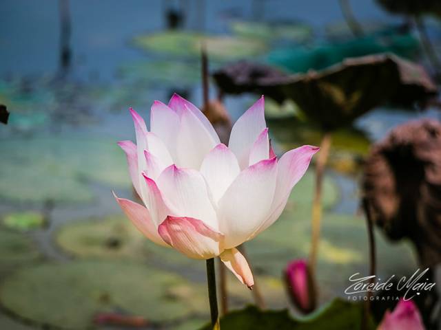 Viagens de Siem Reap no Camboja