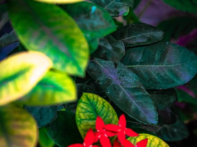 Plantas de Plantas Y Flor Maria