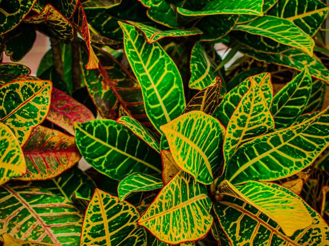 Plantas de Plantas Maria 2 