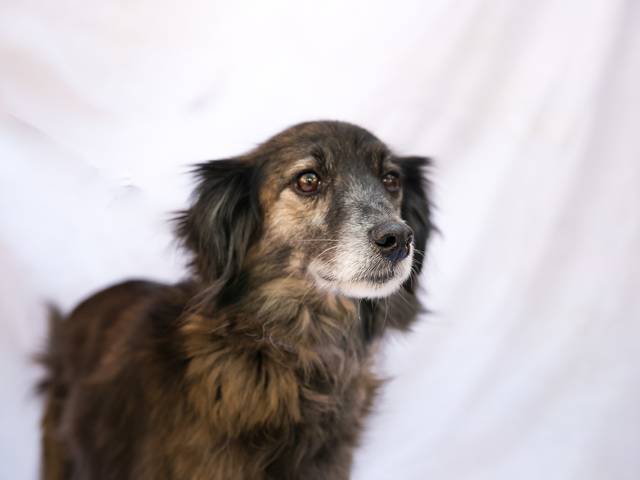 Ensaio Pet a domicilio de Cães resgatados das Ruas pela Ong Cão Viver
