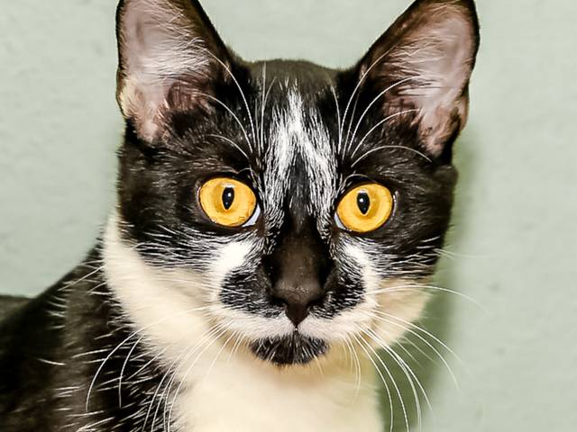 Ensaio Pet a domicilio de Gatos para adoção da Ong Cão Viver