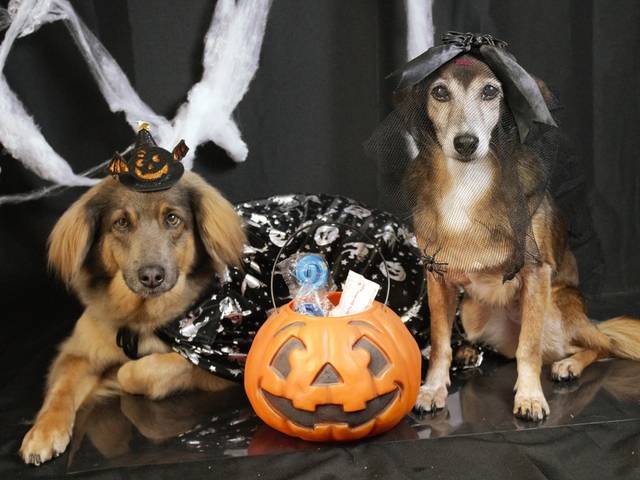Pets de Halloween Mia e Eva