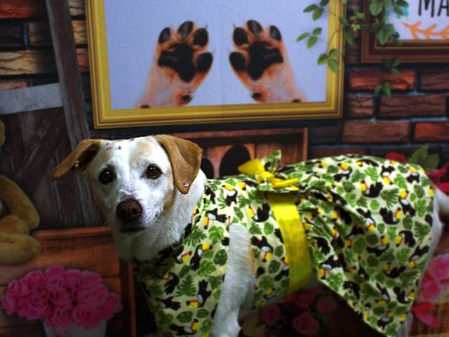 Pets de Milla