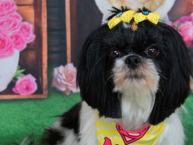 Pets de Dia das Mães - Milli