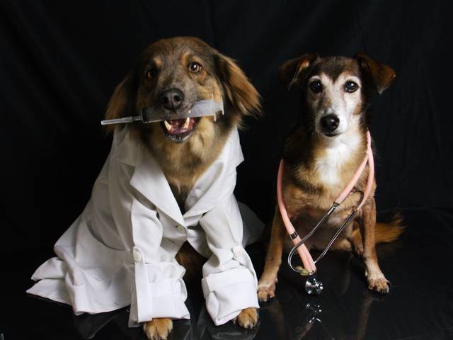 Pets de Dia do Veterinário