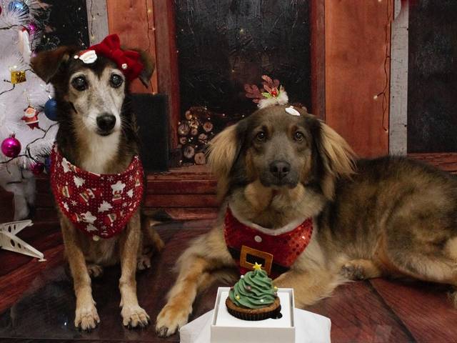 Pets de Natal Mia & Eva