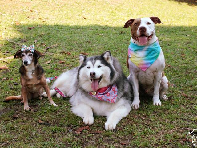 Pets de Bulman & Taurus