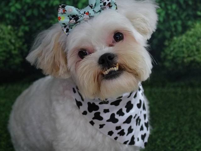 Pets de Mel & Pituca