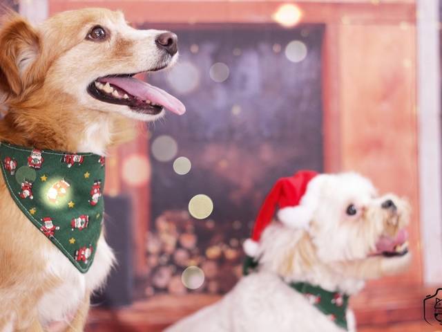 Pets de Ensaio Natal Mel & Pituca