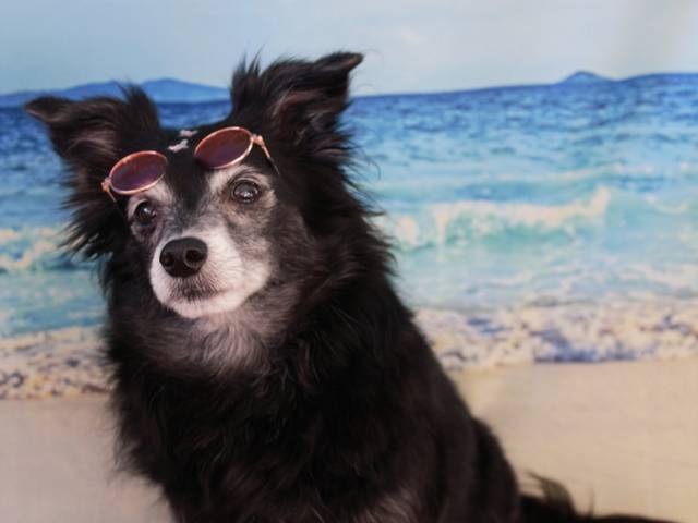 Pets de Amora na praia