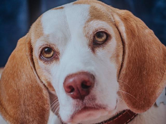 Ensaio Pet de Ensaio Pet Búzios