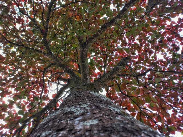 Fotos para Quadros de Série - Embaixo das árvores