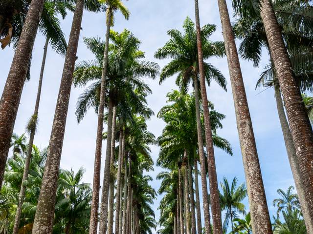 Coqueiros e Palmeiras de Coqueiros e Palmeiras