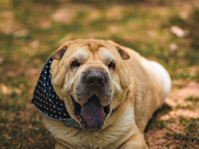 Ensaio Feminino de Ensaio Pet 