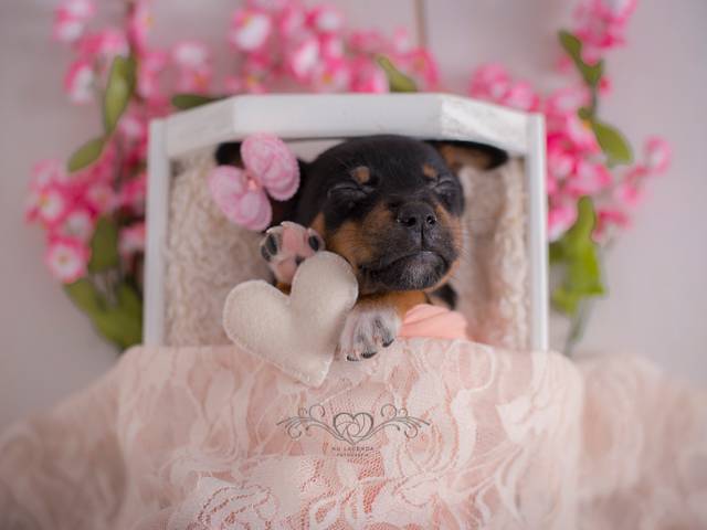 Ensaios Pet de Newborn pet SRD