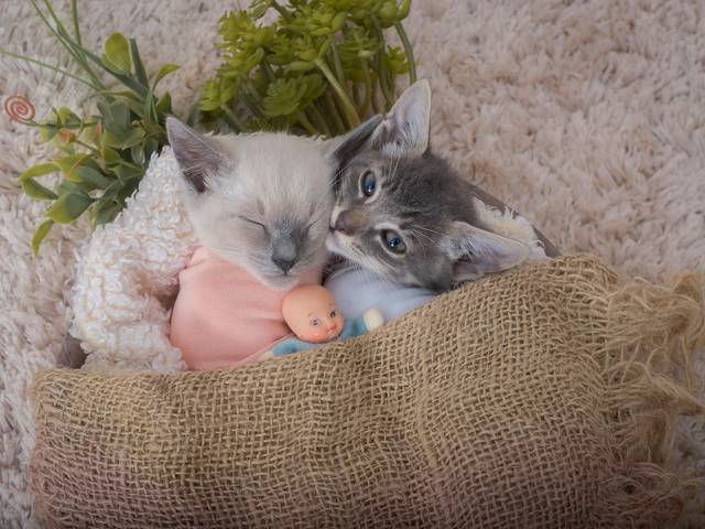 Ensaios Pet de Newborn Pet Cats