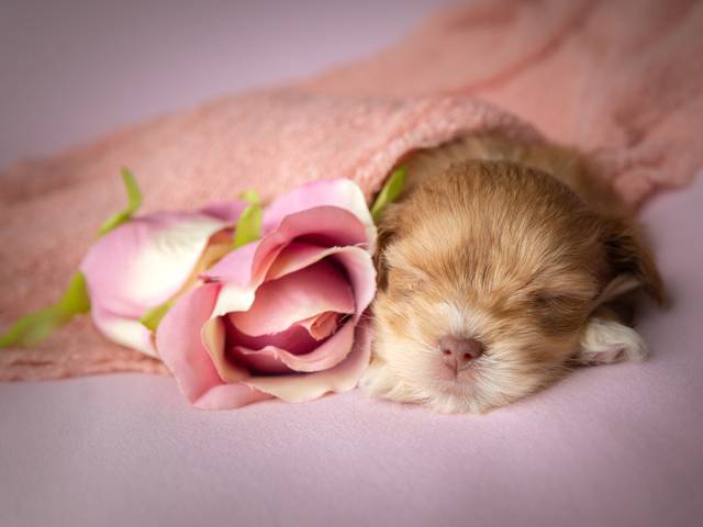 My pet and I de Charlotte