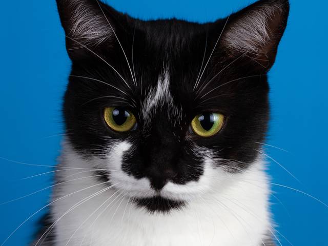 Pets Photography de Cher