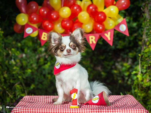 Pet de Barry Allen 1 Ano