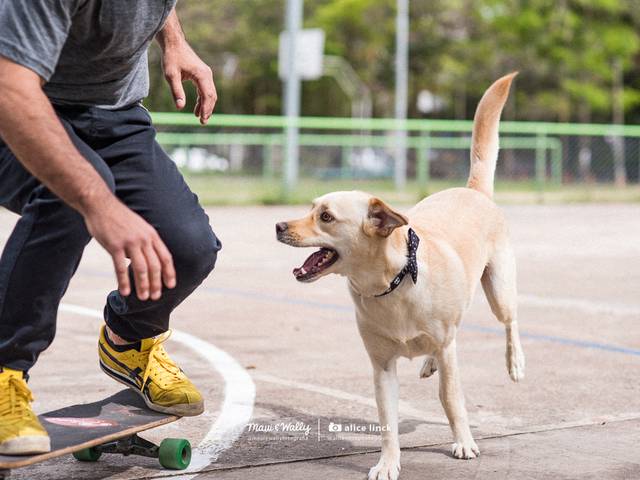 Pet de Bira Come Grama