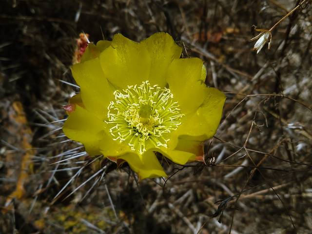 La familia de Origenes de mi Bisabuela