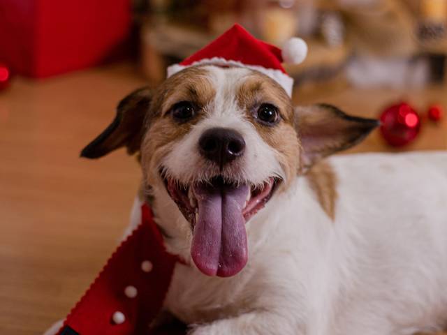 Natal de Cooper - Natal 2021