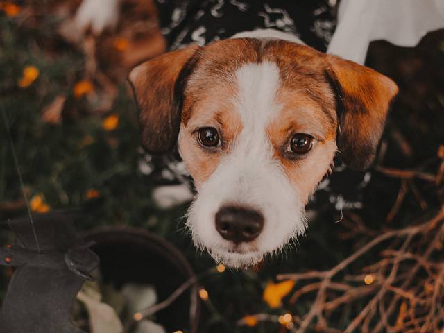 Ensaio Externo de Cooper - Halloween 2021