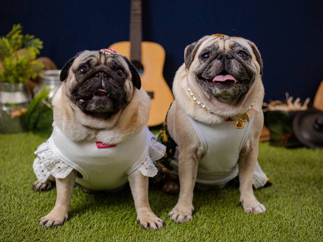 Ensaio Pet de Theodora e Jolie - Ensaio Fazendinha