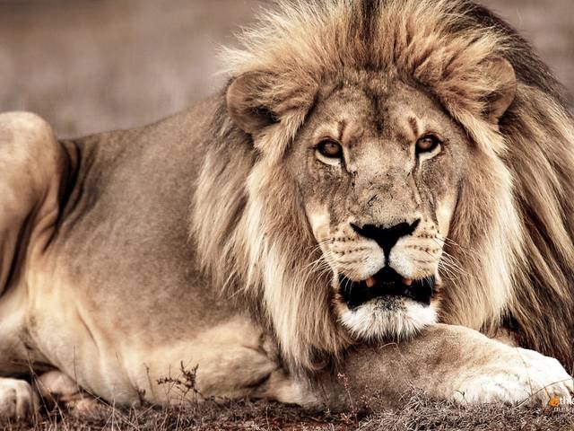 Expedições de Safari na África