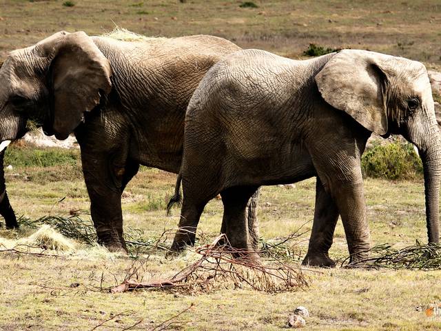 Casamento de South Africa | Mayra e Sharl