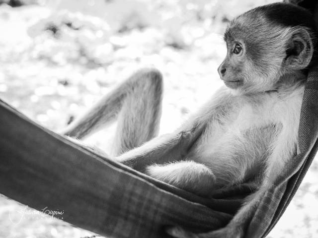 Amazônia em Pessoa de Amazônia em Pessoa